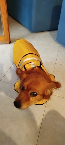 Customer review photo for Waterproof Dog Raincoat — Adjustable, Windproof & Hooded