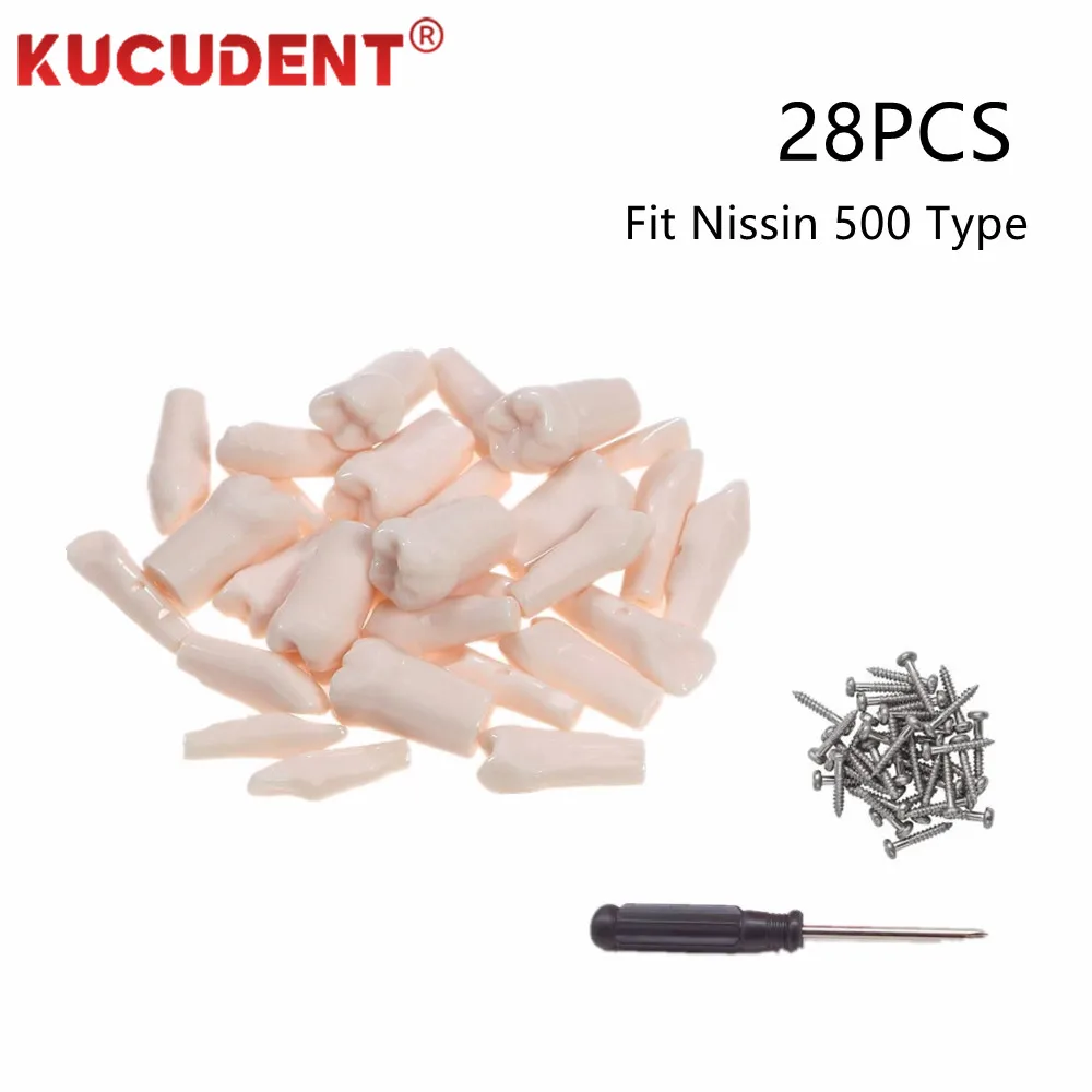 28/32 Replacement Tooth Model for Dental Technician Practice Training Studying Typodont Standard Resin Teeth Fit Nissin 500 Type