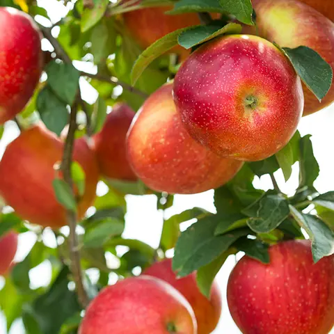 가정용 안동 스테비아 사과  1kg 2kg 5kg