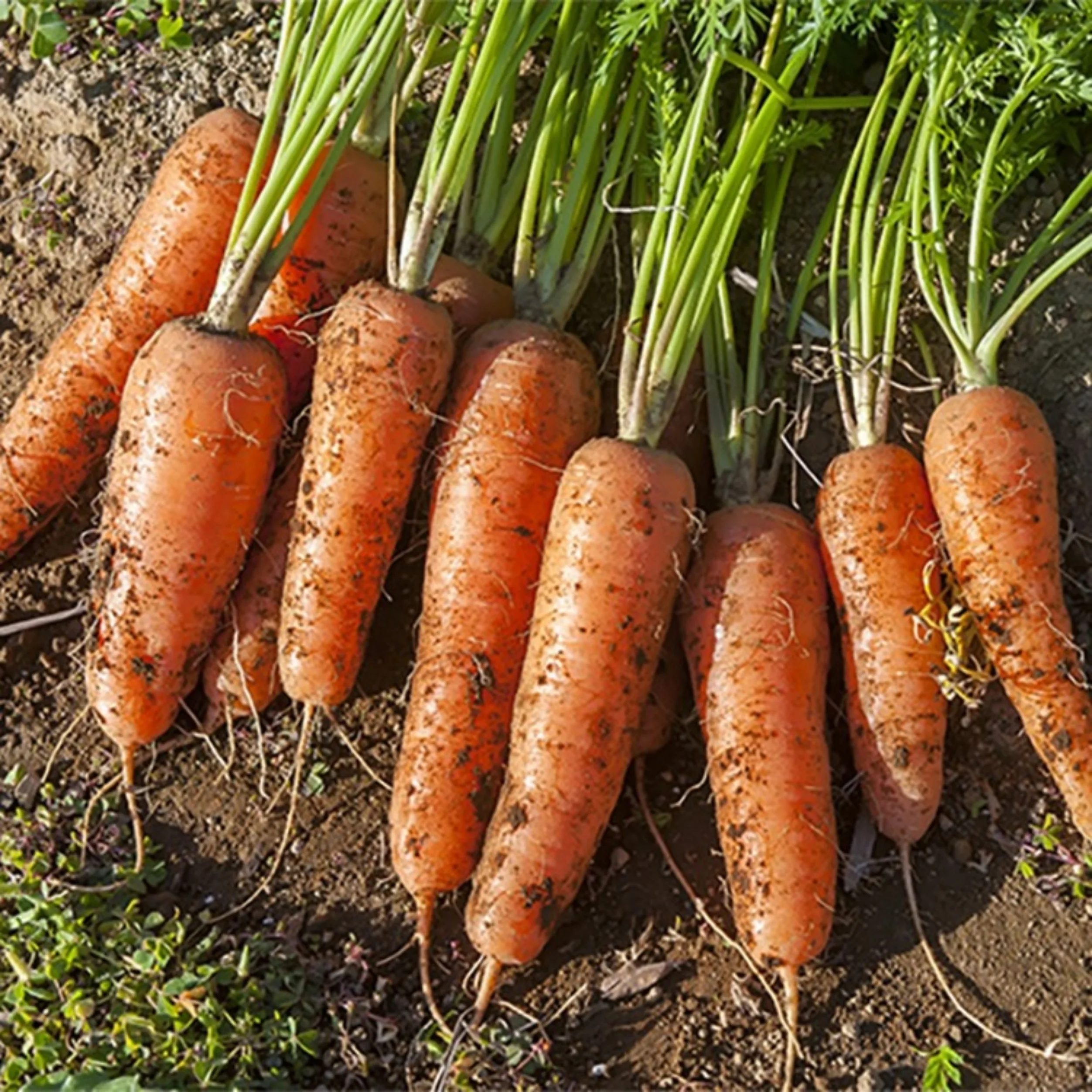 Big domestic hat carrot 3kg 5kg