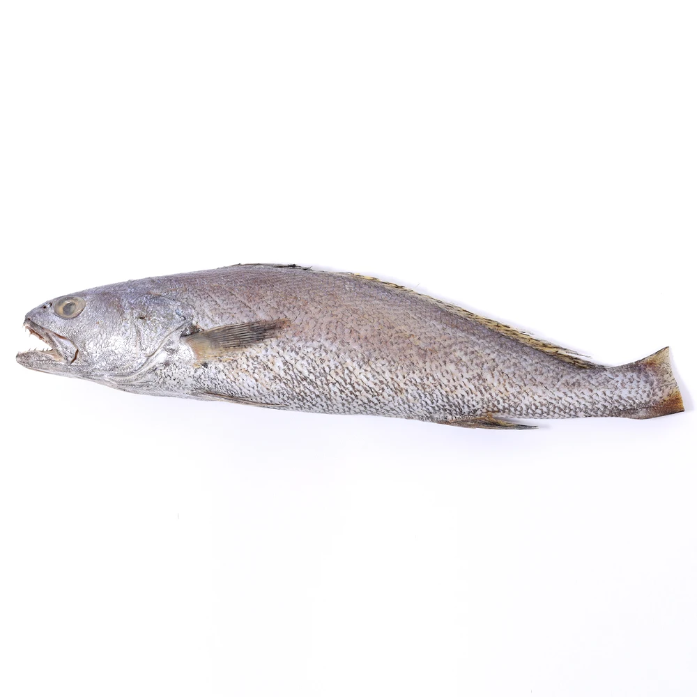 HJ-كروكر بحري محلي من يوسو ، 3 مواسم ، حوالي شو جي إجمالاً