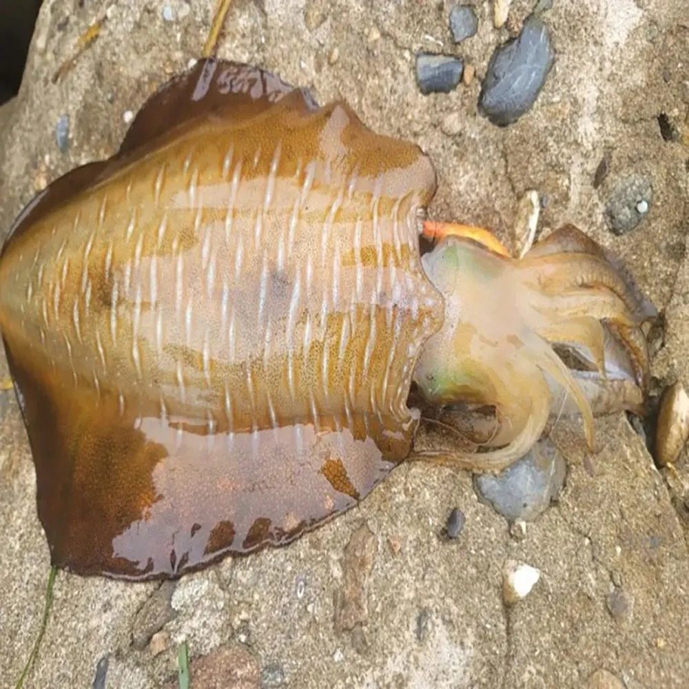 Pohang Guryongpo day-to-day Operation Cold-patterned squid sous can be consumed 1kg size choice