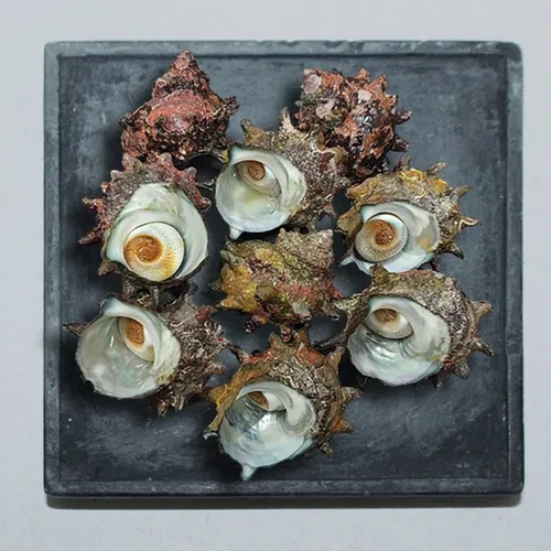 [푸디앤] 자연산 뿔소라 1kg(7-10미)/해녀들이 직접 채취한 자연의 맛! 