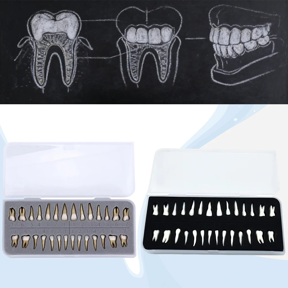 

Набор из 28 демонстрационных моделей постоянных зубов 1:1 для обучения и практики имплантации