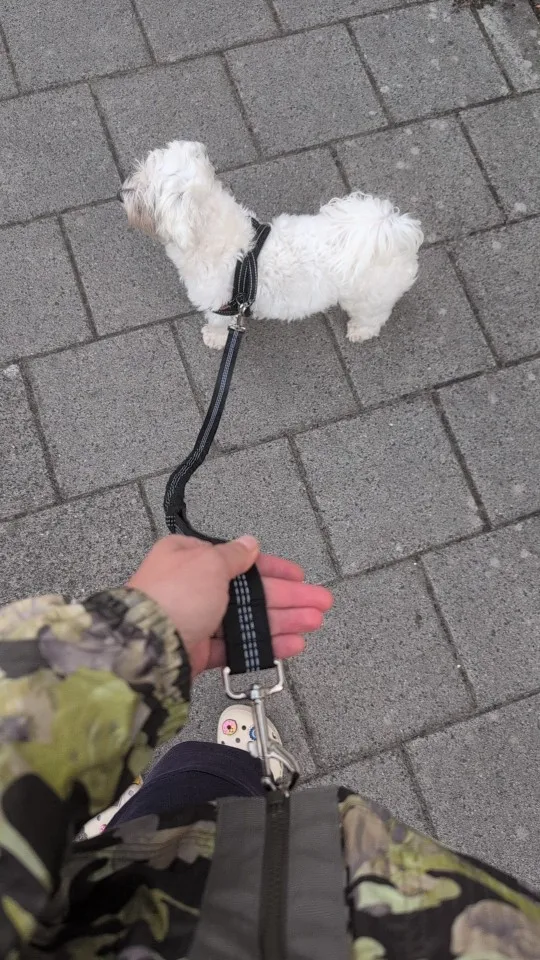 Customer review photo for Hands-Free Bungee Dog Leash with Adjustable Waist Belt
