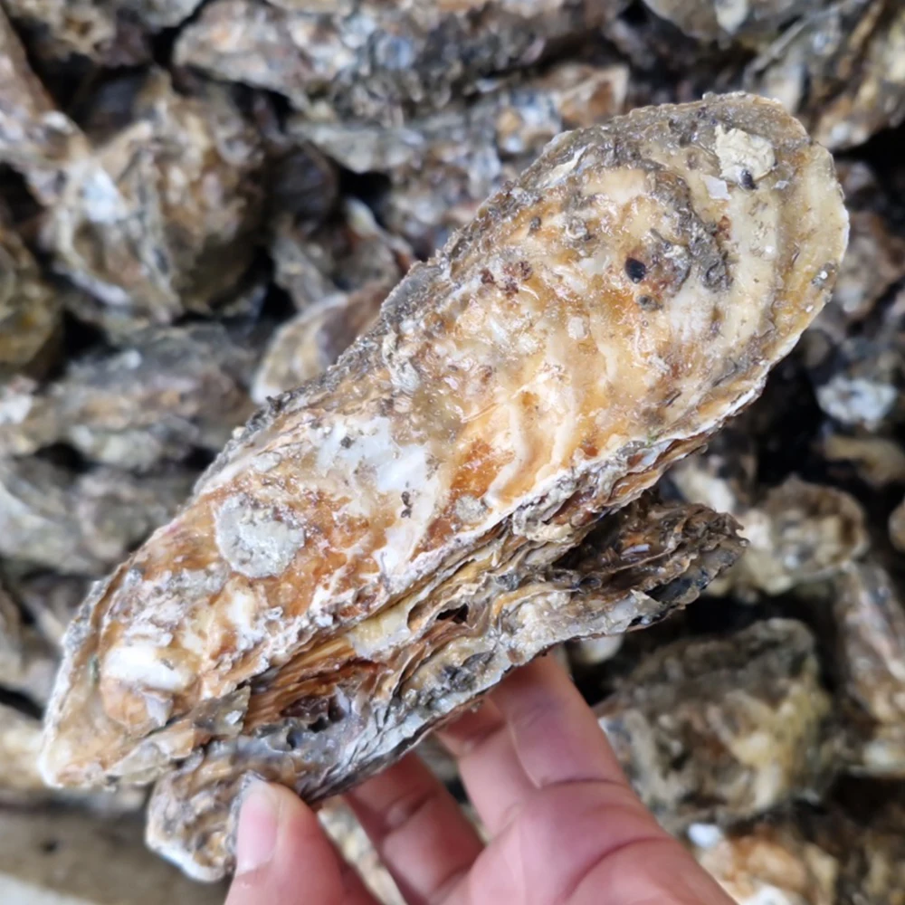 Oyster composed of 5kg(30-45 mi) of top-grade petrolation