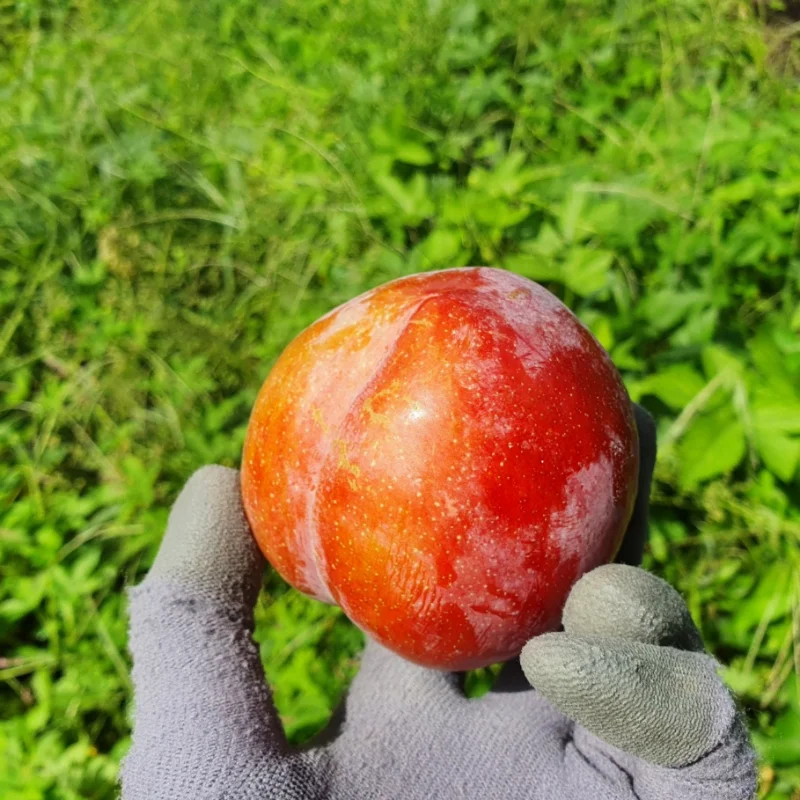 국내산 고당도 제철 자두