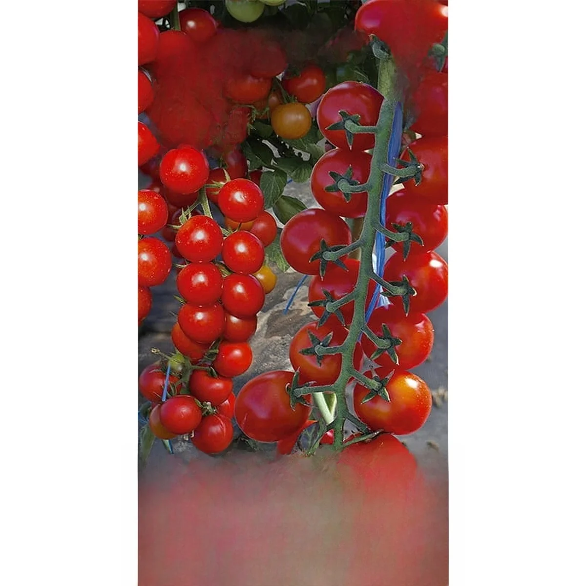 Tomate Charmant F1 20 graines graines de tomate végétal WegAna