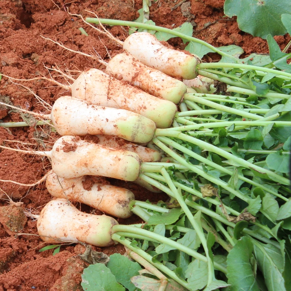 ثوب الغذاء-كوريا جيمشي ، سوار المحلية