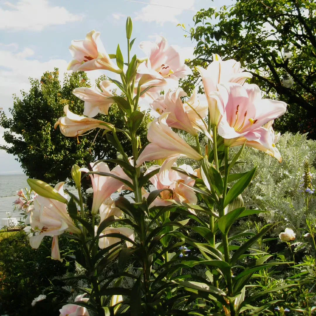 

HIGH POWER 4000W hair removal beauty instrument ice titanium painless device 808 755 1064 diode laser hair removal machine