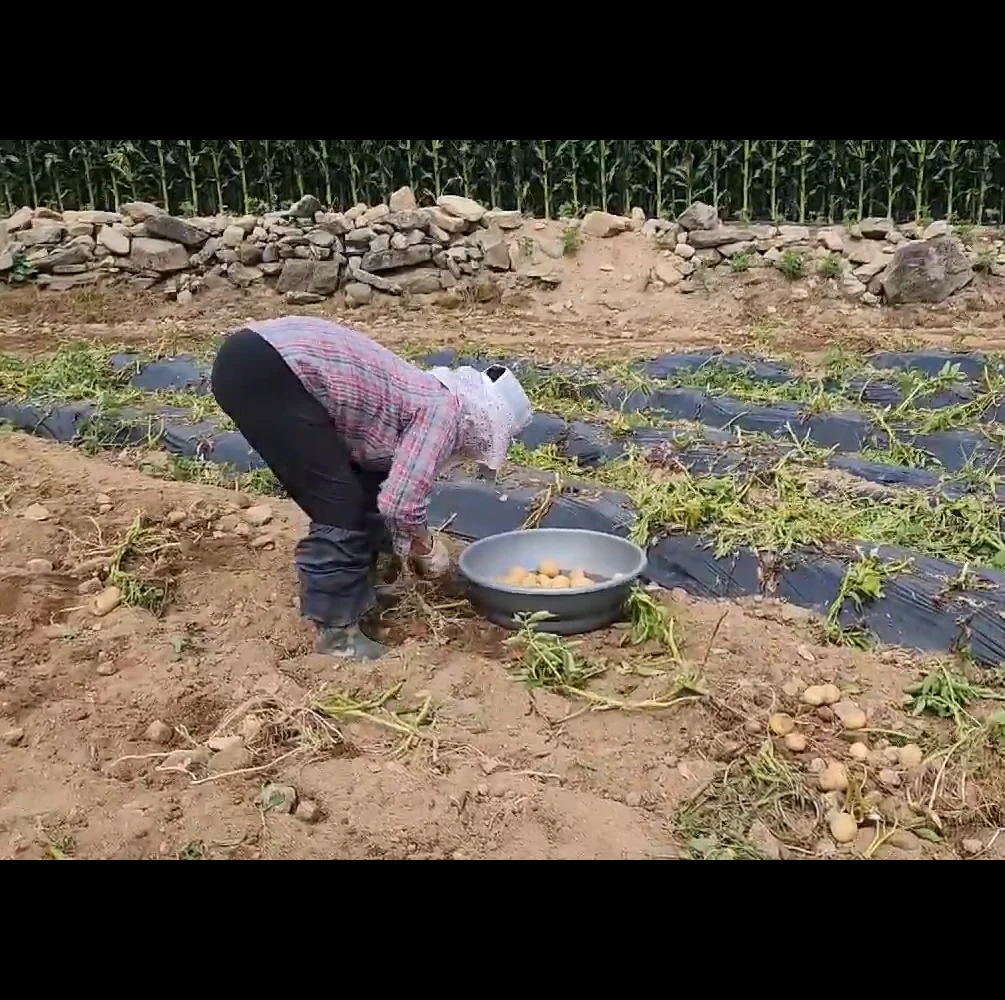 산지직송 포슬포슬 햇 감자 수미감자