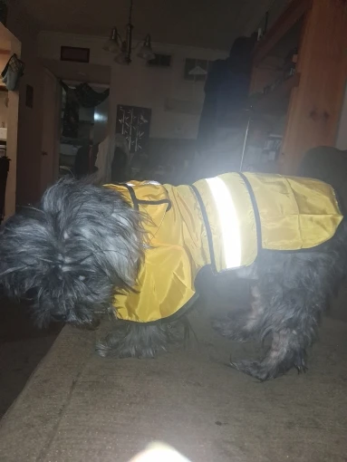 Customer review photo for Waterproof Dog Raincoat — Adjustable, Windproof & Hooded
