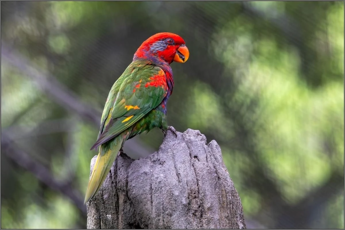 

500ml Stainless Steel Stirring Tin Mixing Glass Preferred by Pros and Amateurs Alike, Make Your Own Specialty Cocktails Bar Tool