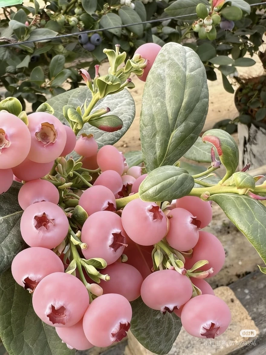 

Портативный аппарат для экстракорпоральной ударно-волновой терапии (ЭУВТ) и ТЭКАР-массажа тела, ударно-волновой аппарат для снятия боли