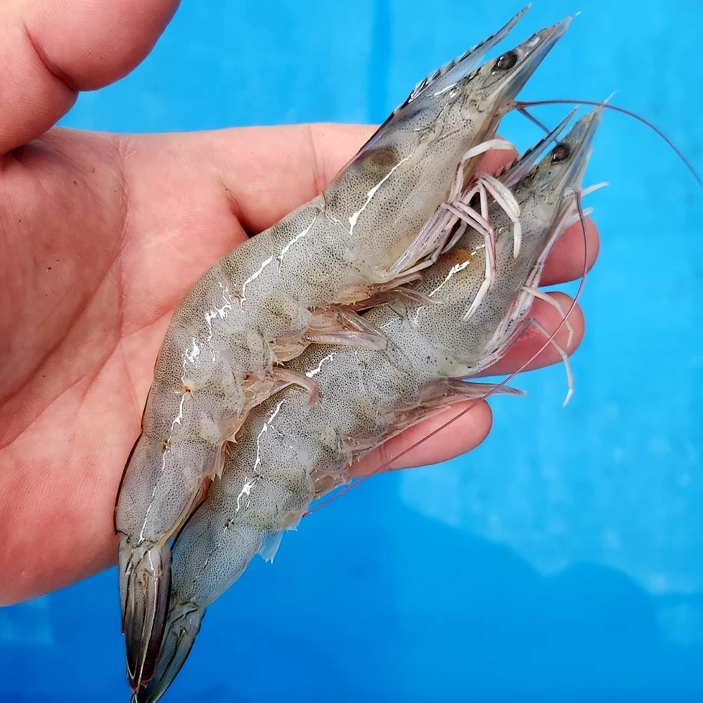 국산 활 흰다리새우 1kg 왕새우 대하