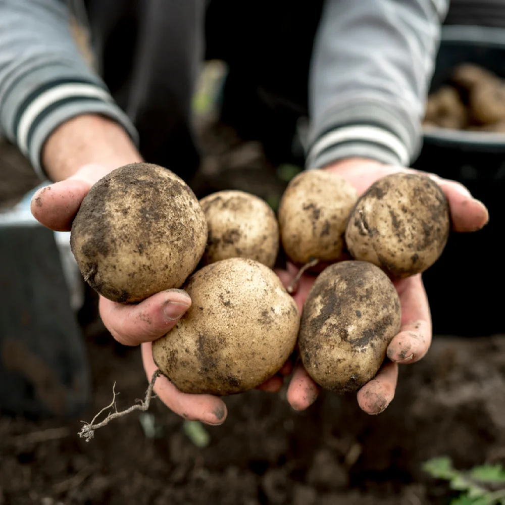 Domestic potatoes potatoe 3kg 5kg 국내산 감자