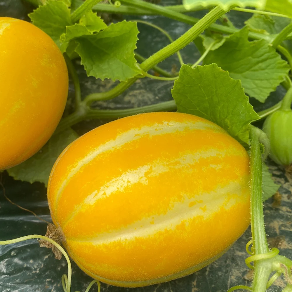 24년 성주 못생겨도 꿀 참외 못난이 사이즈 혼합 실중량 3kg 4.5kg 10kg