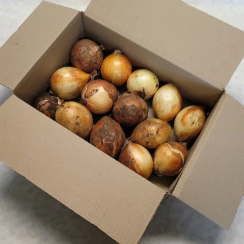 [푸디앤] 국내산 무안,신안,함평 햇 양파 정품 짱아치 1kg-10kg
