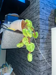 Imagen de reseña 1