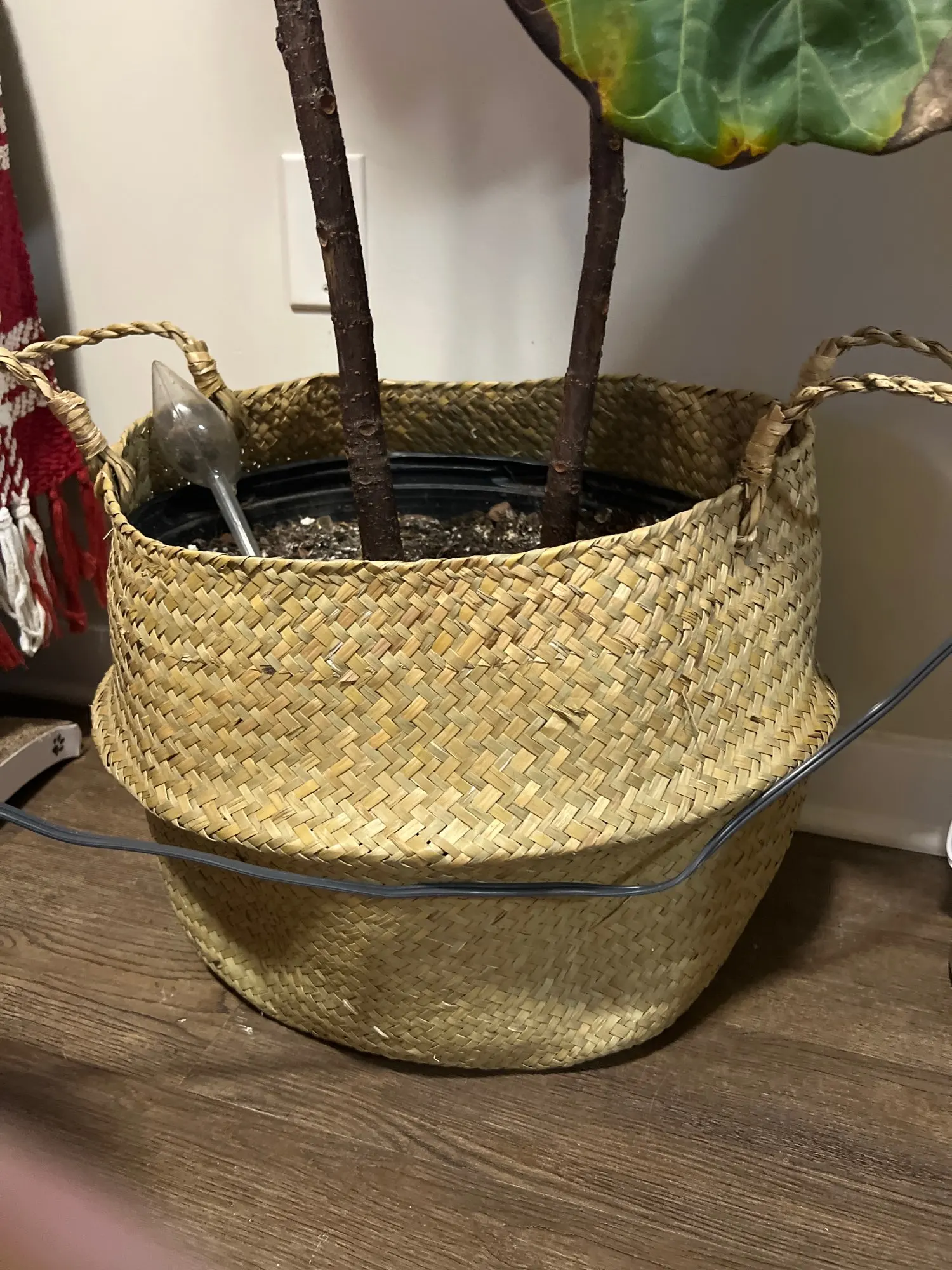 Customer photo
