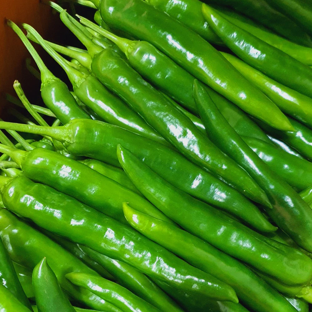 1 kg de pimiento de pepino acústico (forma, especial)