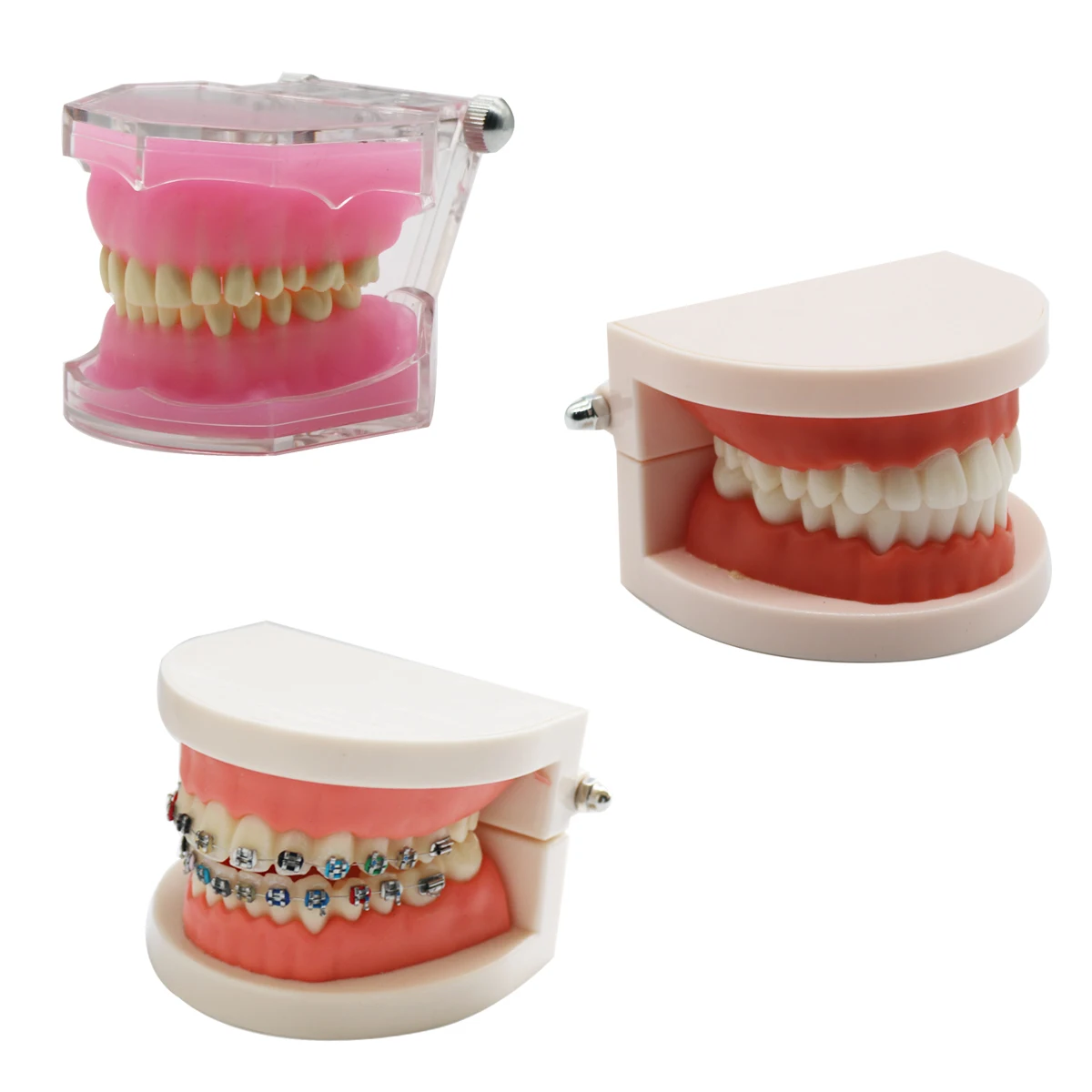 

Dental Teeth Model Dental Teaching Model Standard Implants Models Orthodontic Model Dentistry Dentist Demo Studying