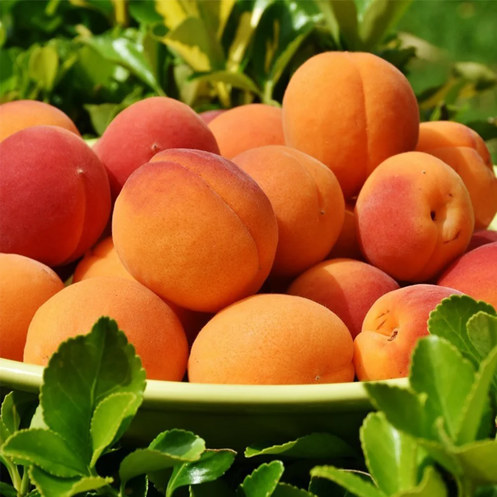 Sweet and sour, delicious Noy apricots