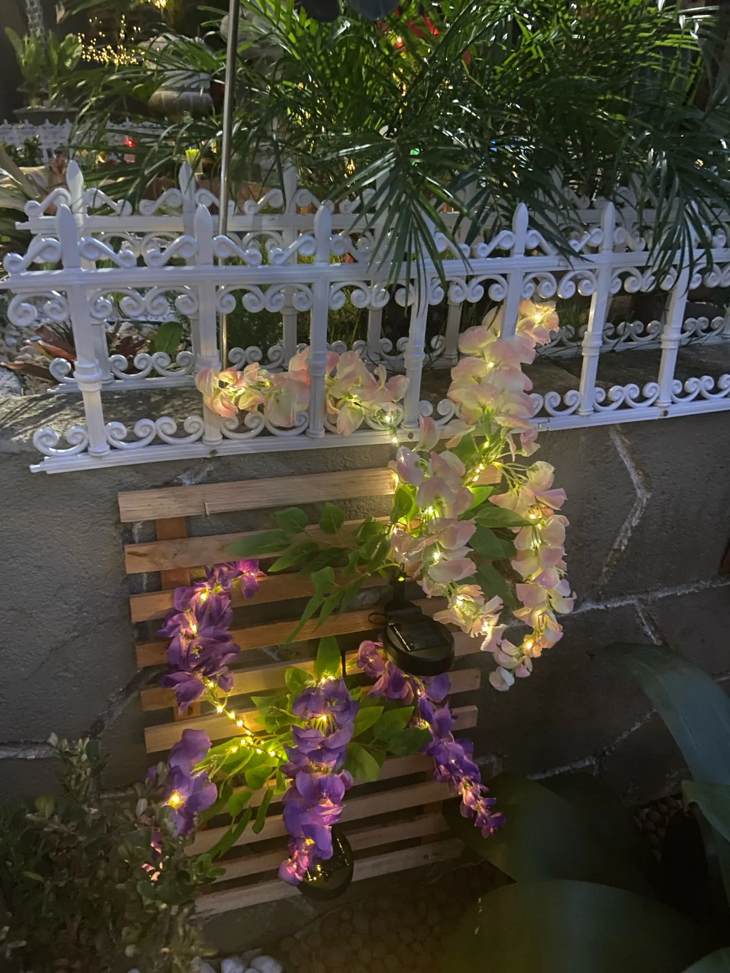 Plante glycine à fleurs solaire