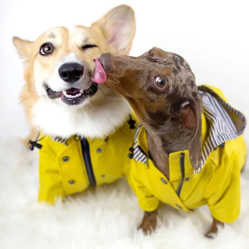 Manteau imperméable pour chien de taille moyenne à grande, veste de pluie tendance pour chiot et chat, vêtements pour Shiba Inu, Bouledogue, Caniche, tenue pour animaux de compagnie