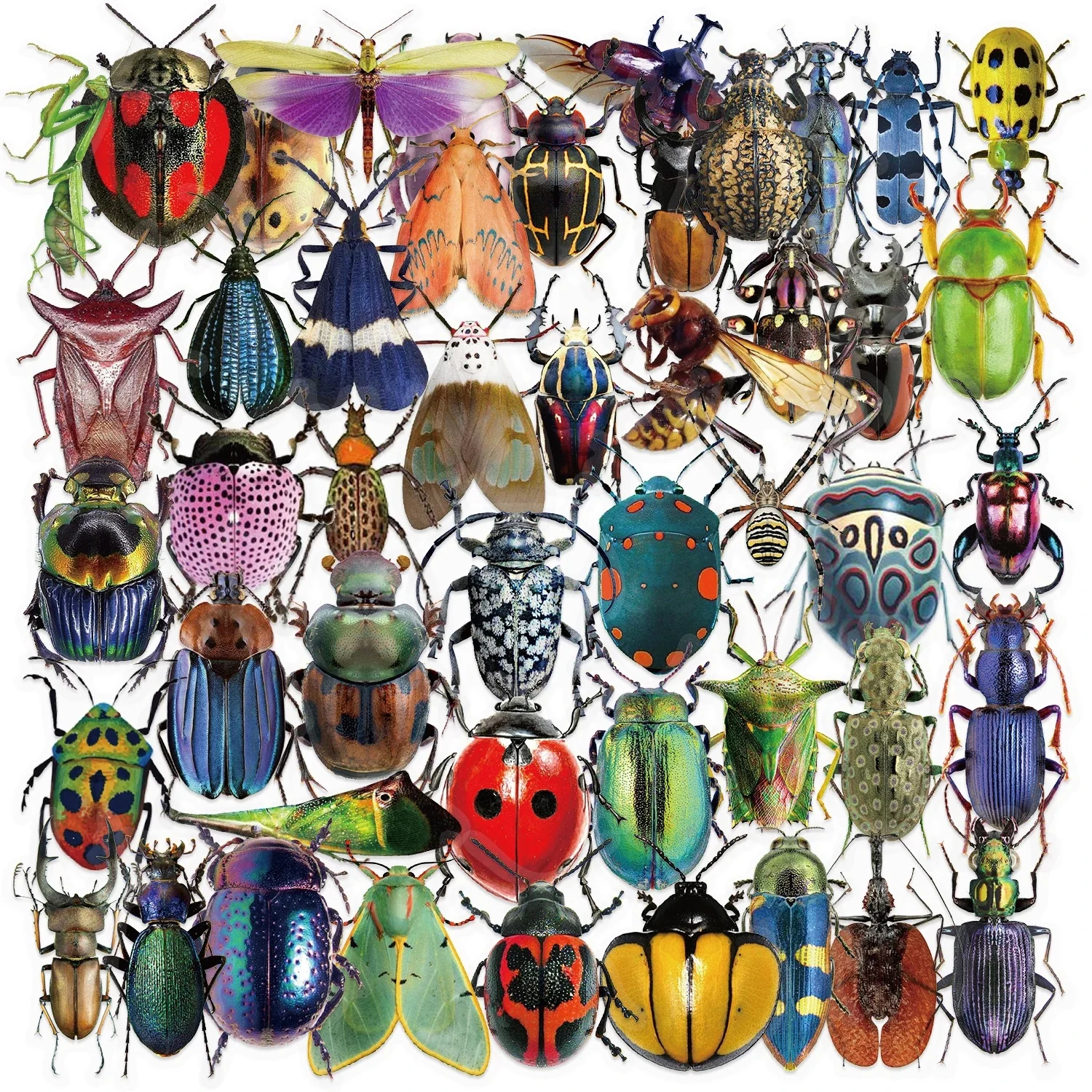 AliExpress NONE 50pcs Cartoon Cute Cartoon Insect Beetle Stickers PET for Toy DIY Luggage Laptop Guitar Skateboard Phone Case Bike Car Sticker
