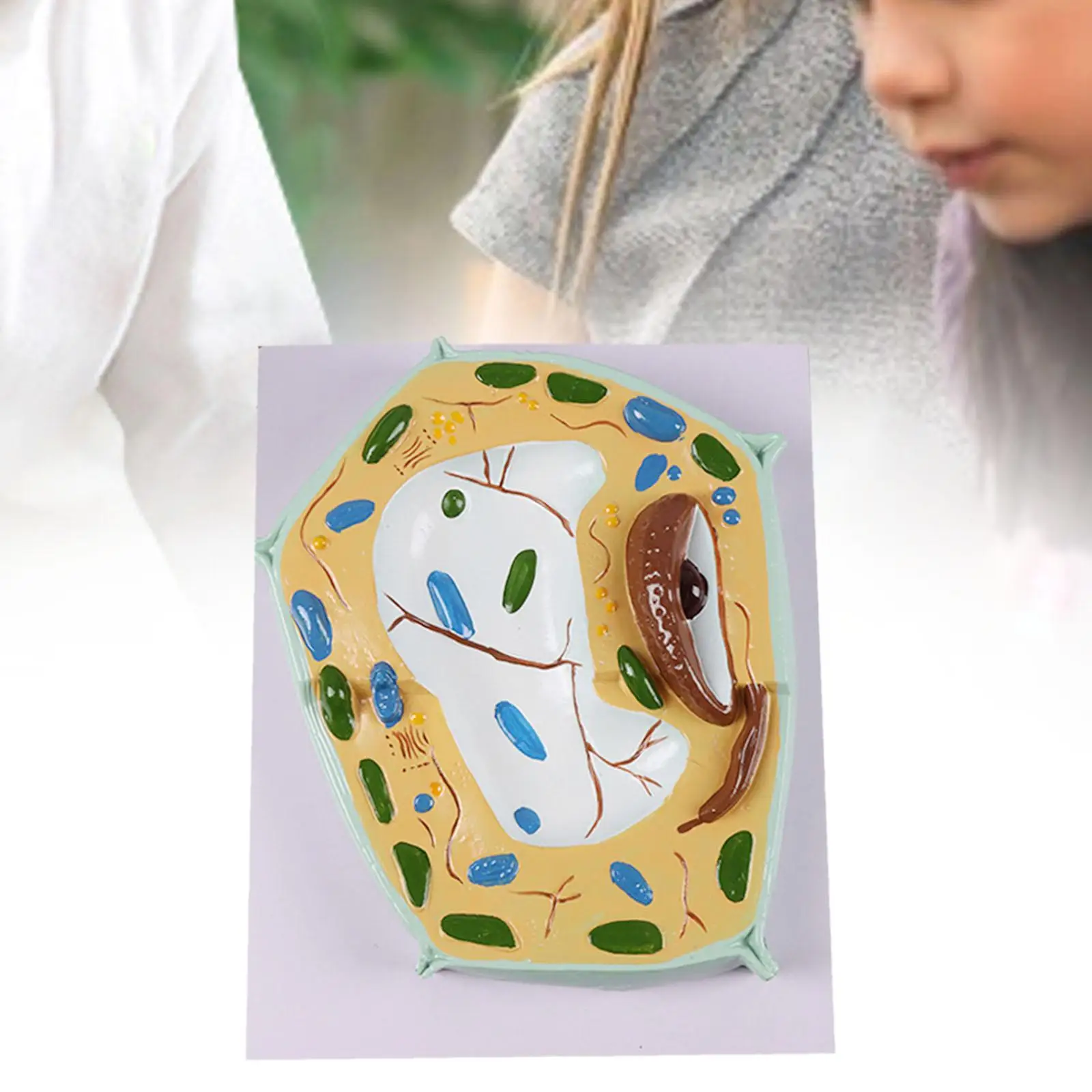 Modelo de anatomia celular, kit científico de organelas principais, estrutura microscópica, modelo de ensino portátil para estudo, sala de aula, biologia