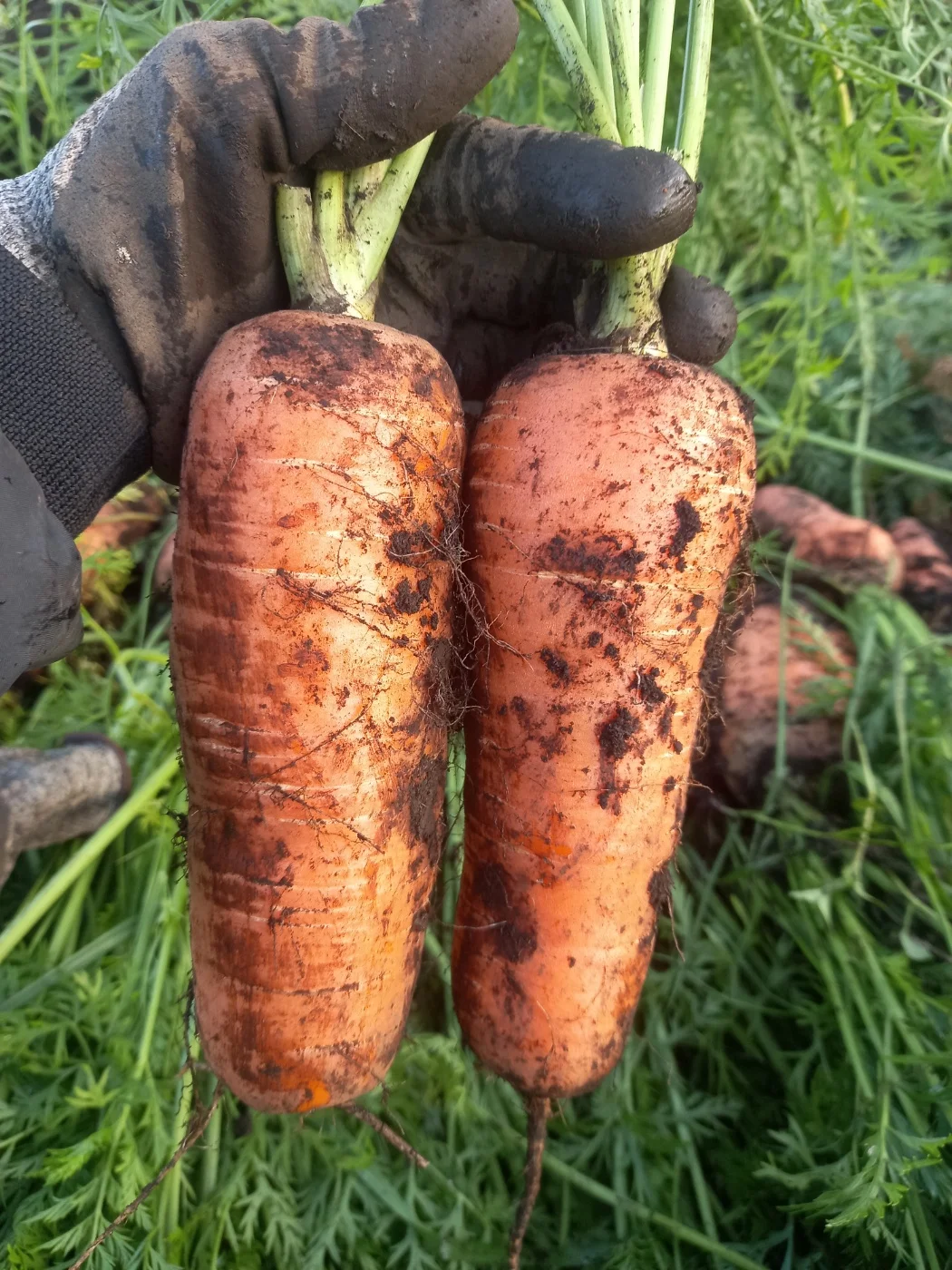 Jeju Guwa Carrot 2kg 3kg 5kg 10kg Nailed 100 Billion Fest for this juice