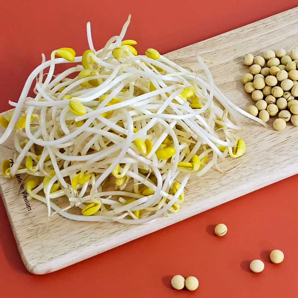 زراعة فول الصويا المنزلية الخالية من المبيدات الحشرية ، خالية من المبيدات الحشرية ، زراعة فول الصويا المحلية ، 1 ، 3 ، 5 ، من من من فول الصويا