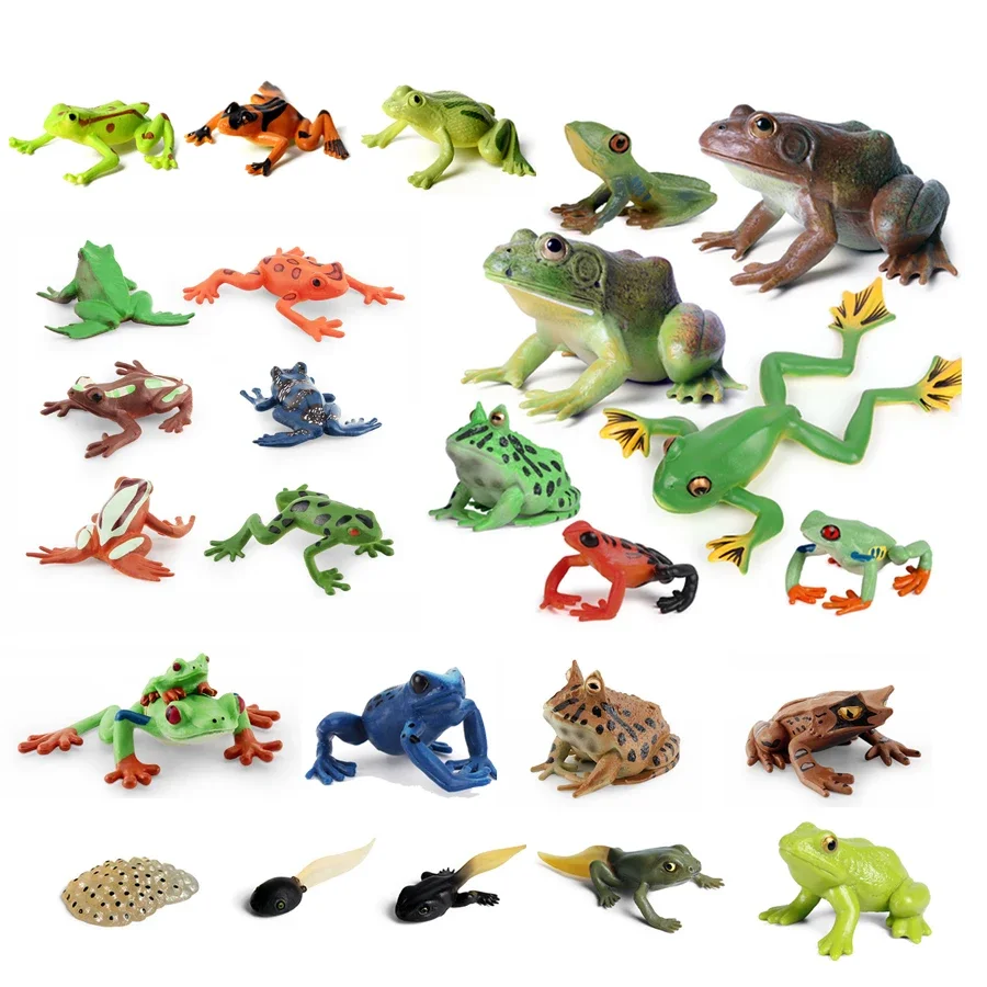 AliExpress SamKaLa Realistic Colorful Rainforest Animals Frogs Character Figure Tree Frog Tadpole Groth Cycle Model