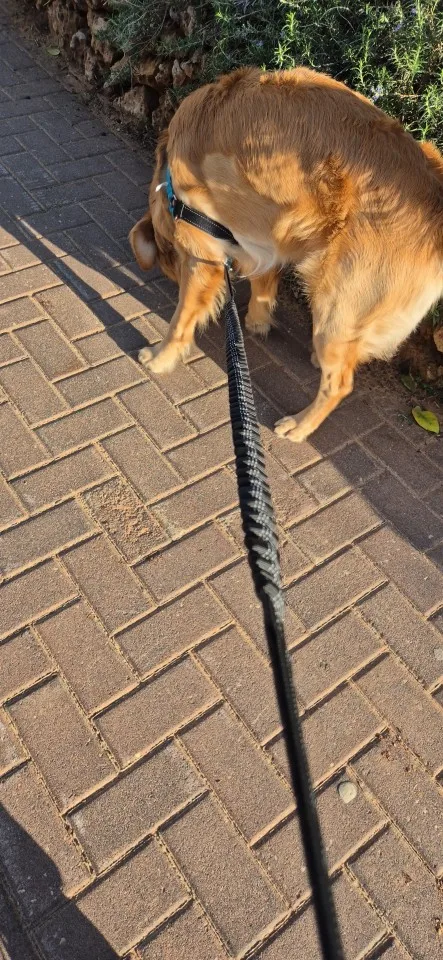 Customer review photo for Hands-Free Bungee Dog Leash with Adjustable Waist Belt