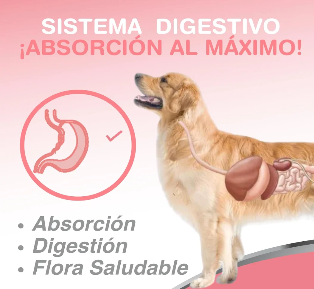 الحيوانات الأليفة الفاخرة. زيت السلمون السيدة للكلاب والقطط 490 مل مع أوميغا 3، دارا وإيبا. يعزز البشرة الصحية، معطف لامع، ويقلل من الالتهابات الجلدية، ويحسن وظائف الجهاز الهضمي