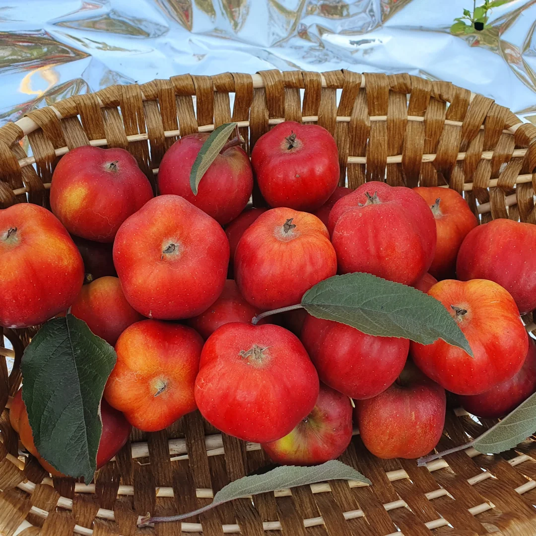 [Farm Direct] ugly Star Apple 1kg