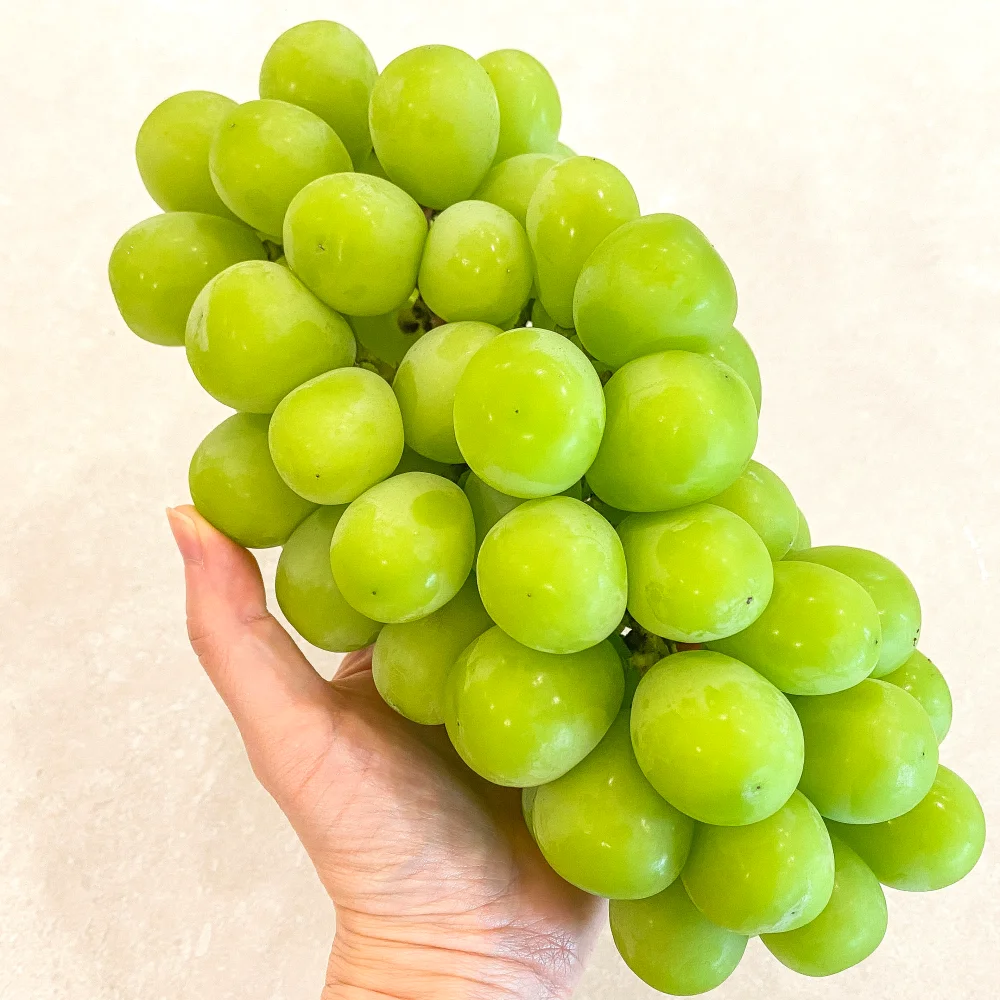 고당도 샤인머스켓 수출용 프리미엄