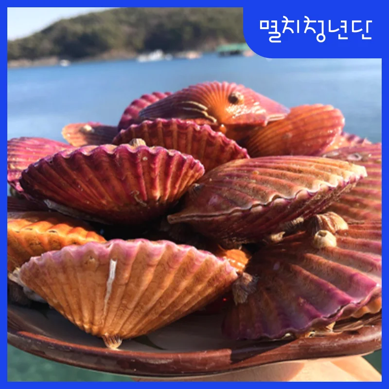 37) live scallops 1kg