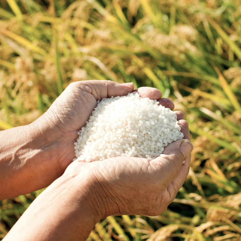 أرز Gyeonggi Myeongseonghyangmi 10 كجم تلميع نفس اليوم، أرز معطر، Suhyangmi، Golden Queen 3