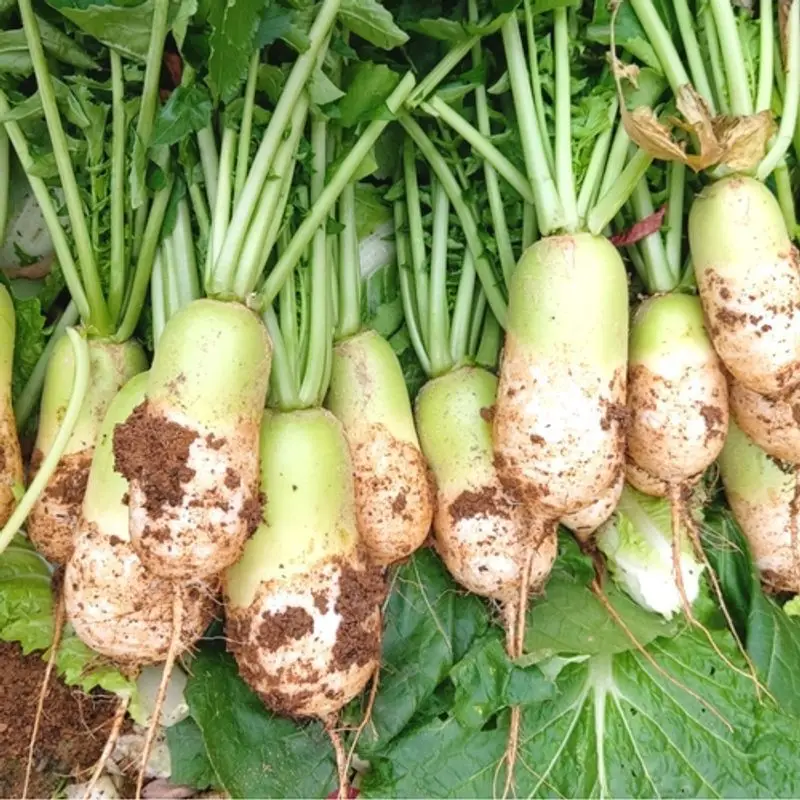 daikon, white radish 6kg sweet and delicious autumn fresh fresh domestic kimchi-dong, the first harvest of kimchi-dong, Gangwon-do