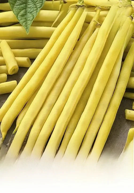 Berrgold Karlov haricots début 40g graines végétales VegAna