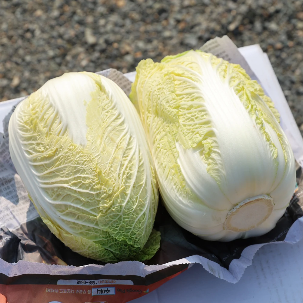 Abulón hueco de Hainan, tres piezas, seis piezas, 12 piezas