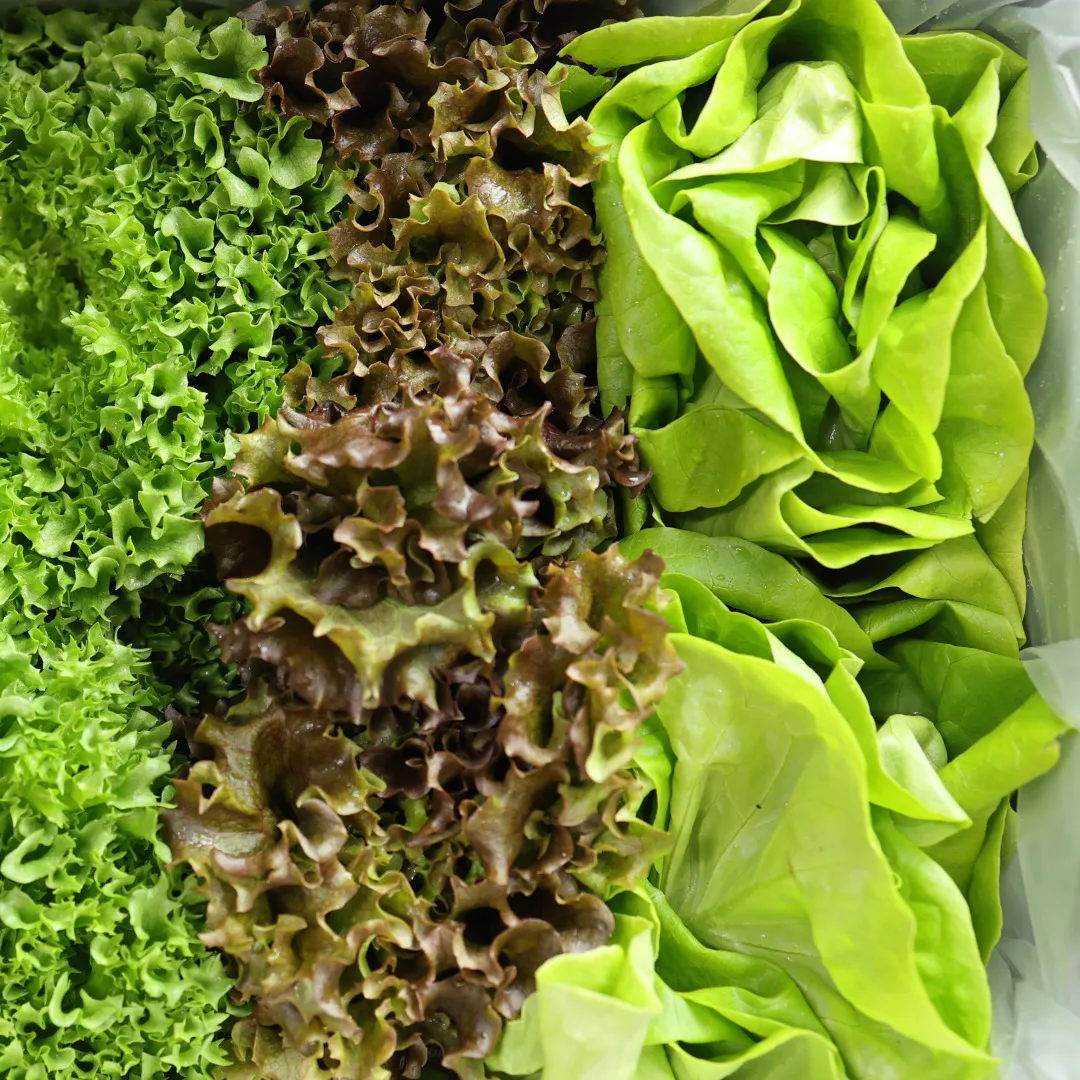 [المزرعة الصحيحة] سلطة أوروبية خالية من المبيدات 1 كجم (3 أنواع عشوائية)