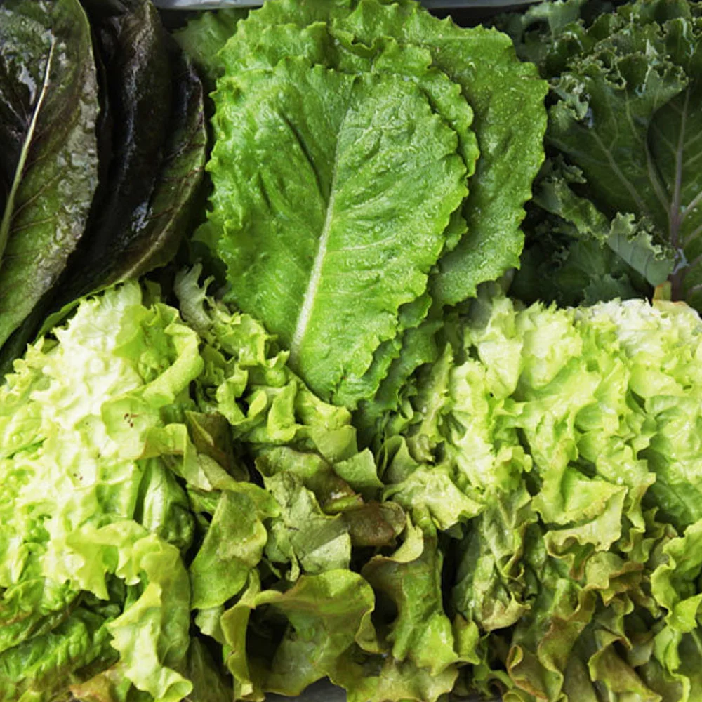 خضروات مختلطة متنوعة 1 كجم / خضروات عضوية / الخس / أوراق البريلا / الملفوف الأخضر / الخس الأحمر / الخس الأخضر / فجوة منخفضة الكربون معتمدة / منتعشة محليًا في نفس اليوم