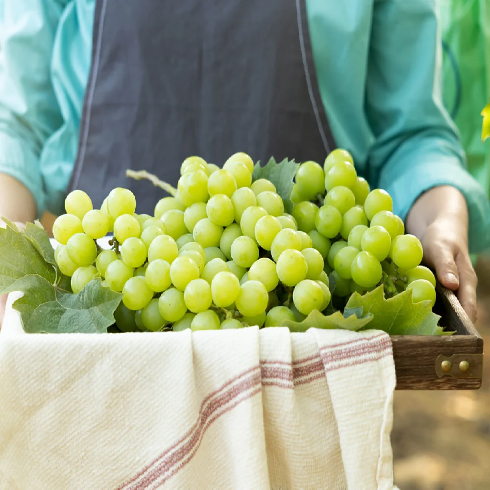 Shine Muskat grapes