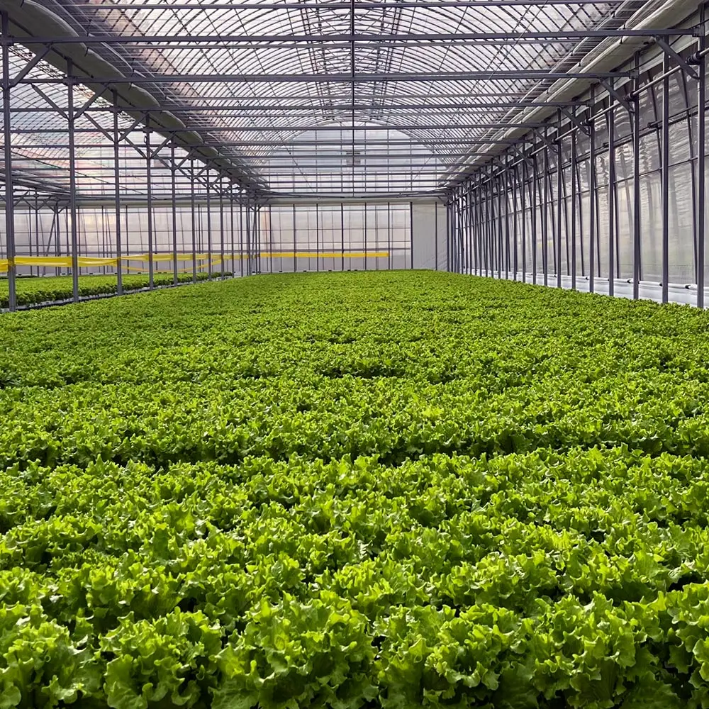 [السلطة العضوية] السلطة العضوية الأوروبية 6-8 أنواع من الزبدة والخس والخس الروماني 1 كجم