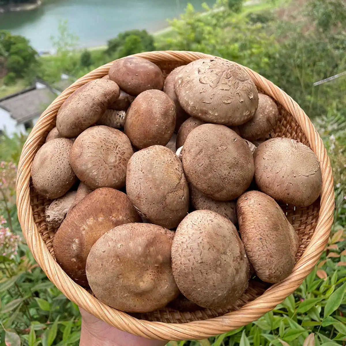 Hongos Shiitake Frescos de Primera Calidad