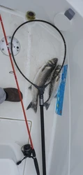 Imagen de reseña 2