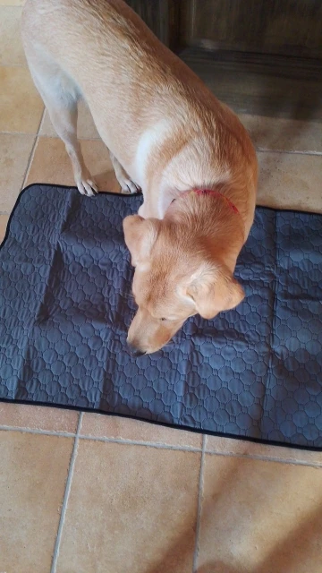 Customer review photo for Washable Reusable Dog Pee Pad